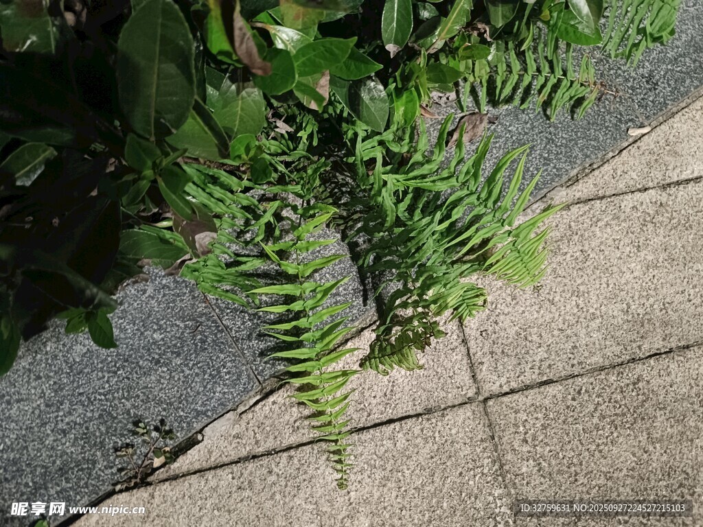 路边生长的翠绿蕨类植物