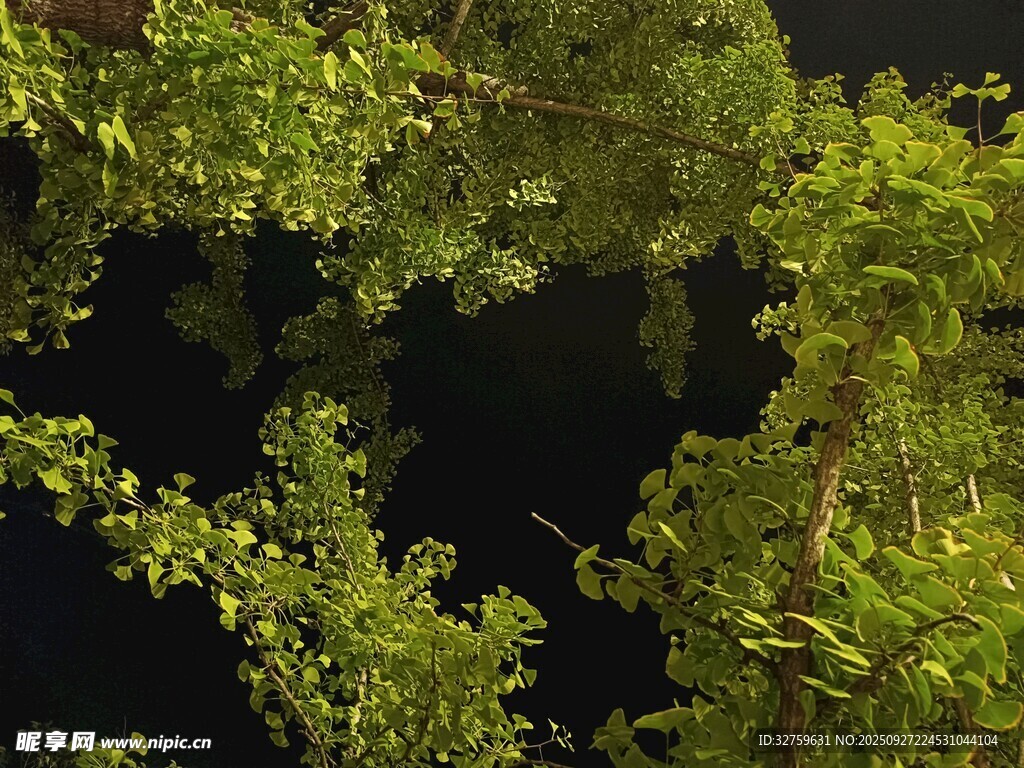 繁茂绿植夜景