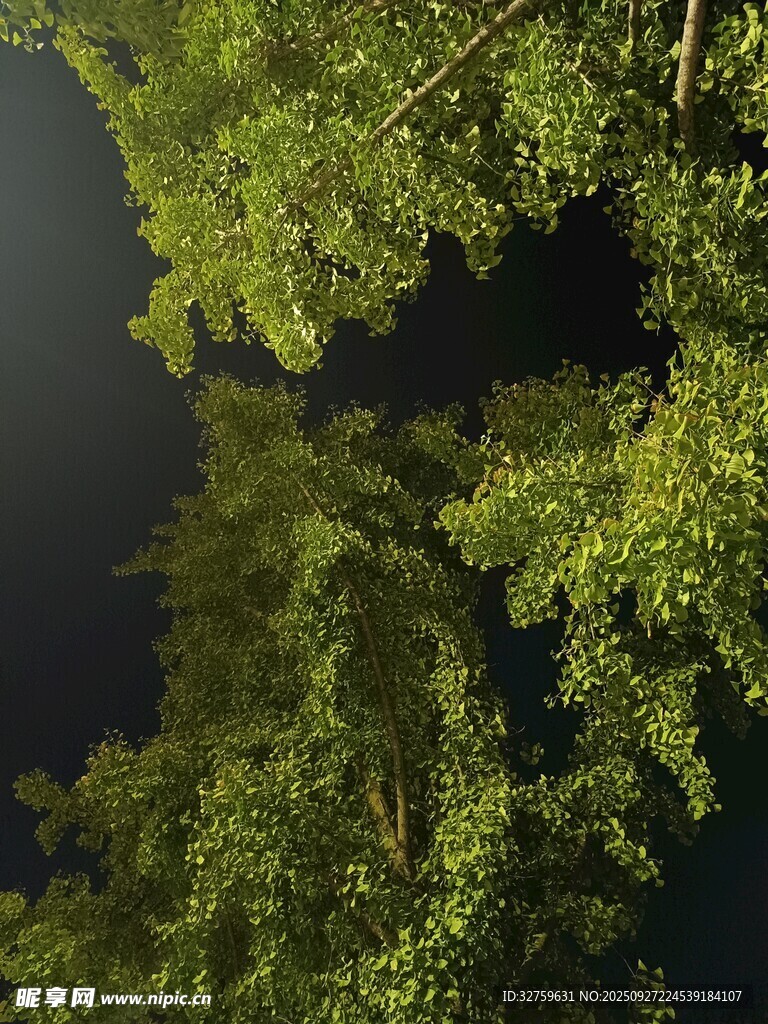 仰视葱郁树木夜景