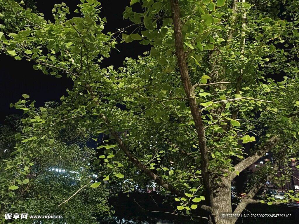 夜晚下的葱郁绿树