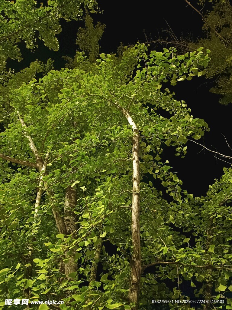 夜晚茂密树林中的绿色树冠