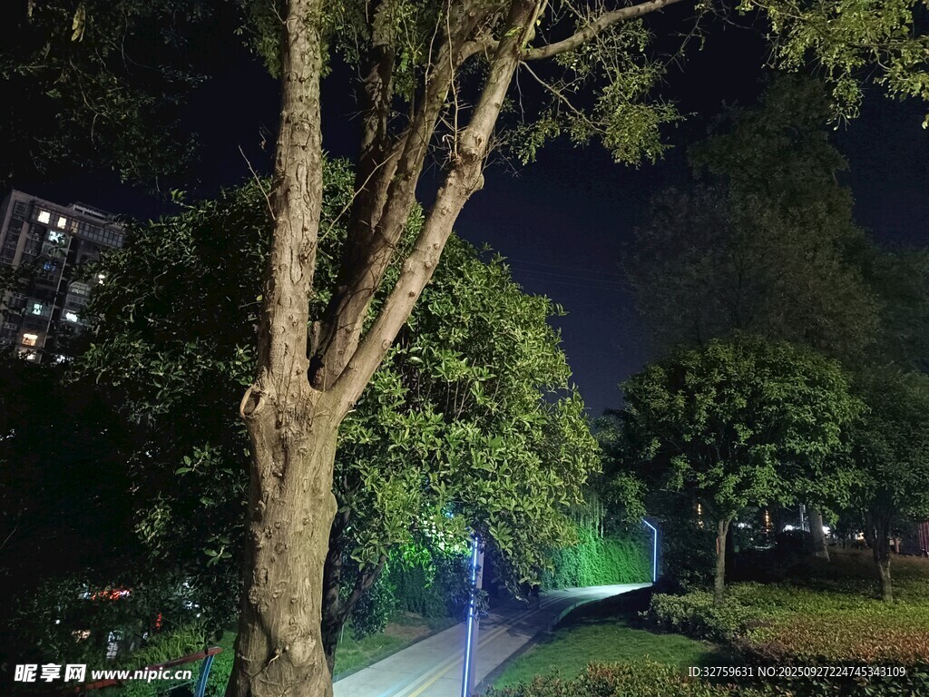 夜晚林荫小道的静谧景致