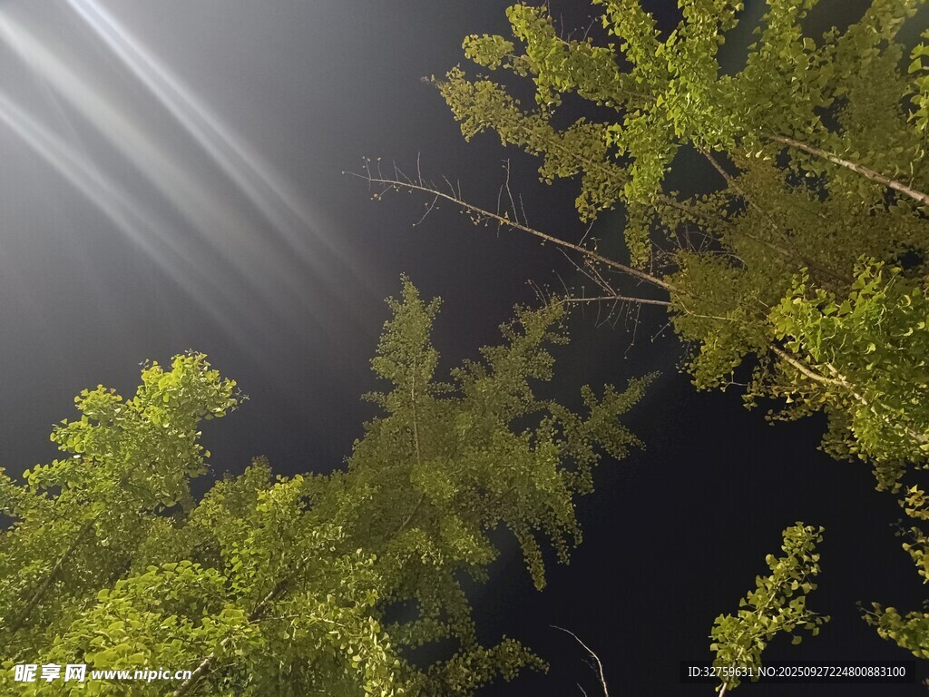 林间光束穿透翠绿枝叶