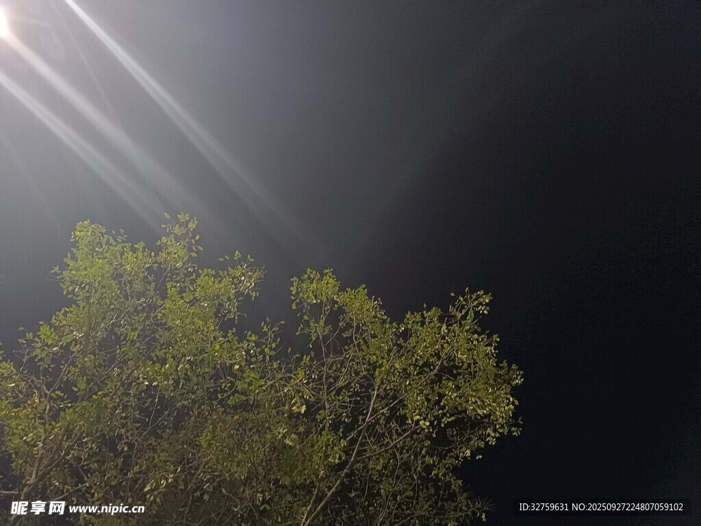 阳光穿透枝叶洒下的美景