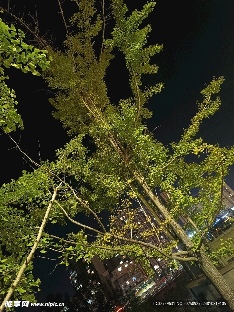 夜间翠绿树枝特写