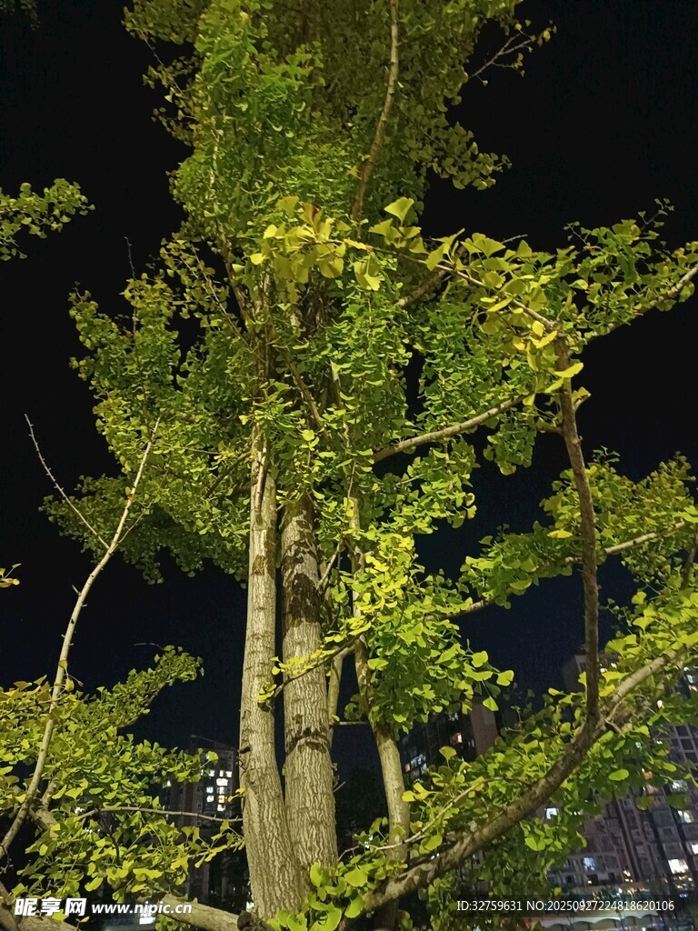 夜晚中的葱郁树木