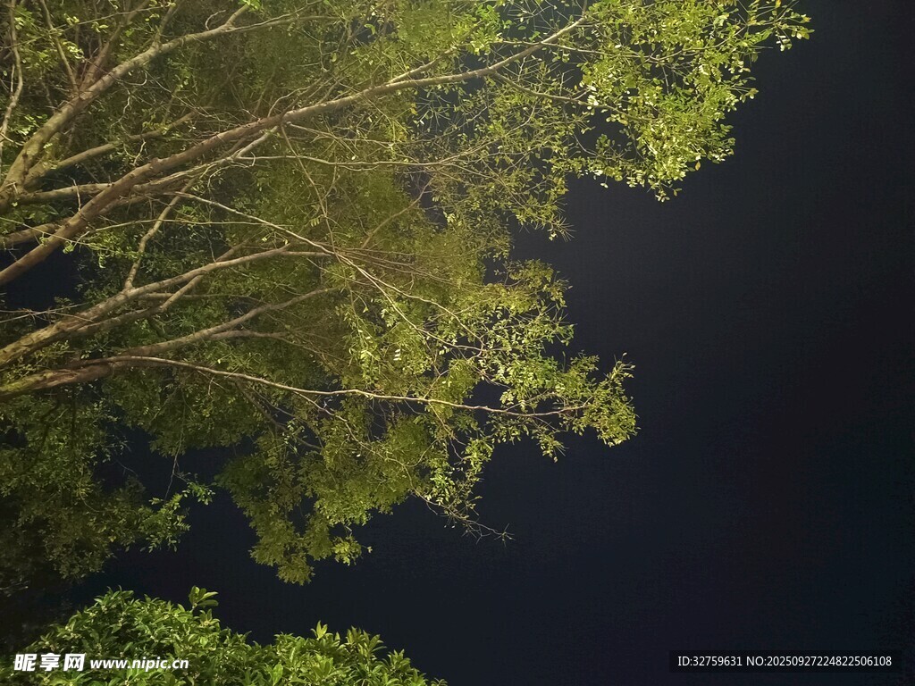 仰望夜空下的繁茂树枝