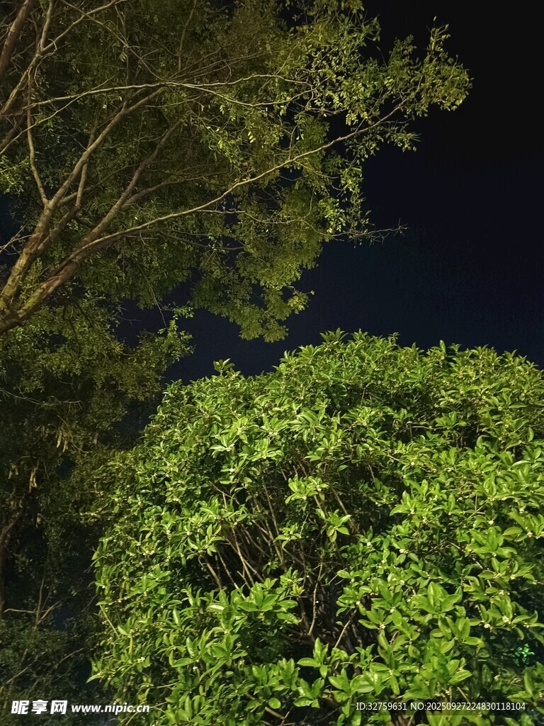 夜幕下的葱郁树冠