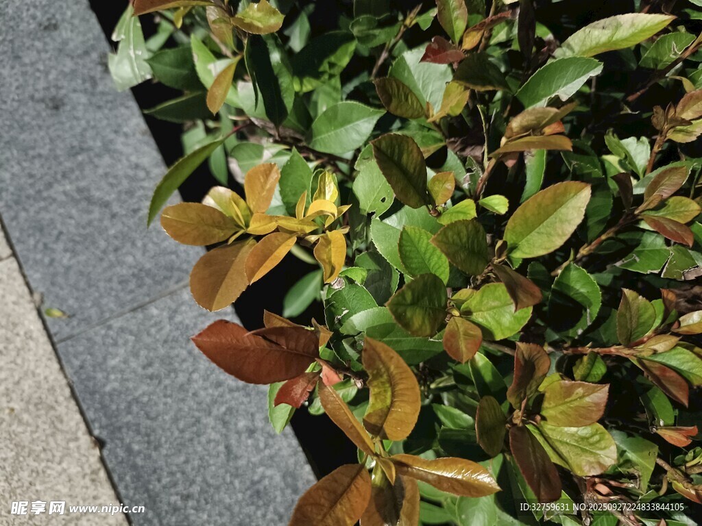 路边多彩灌木植物景观