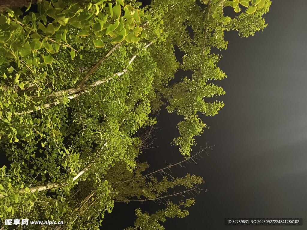 茂密树林中的静谧夜空