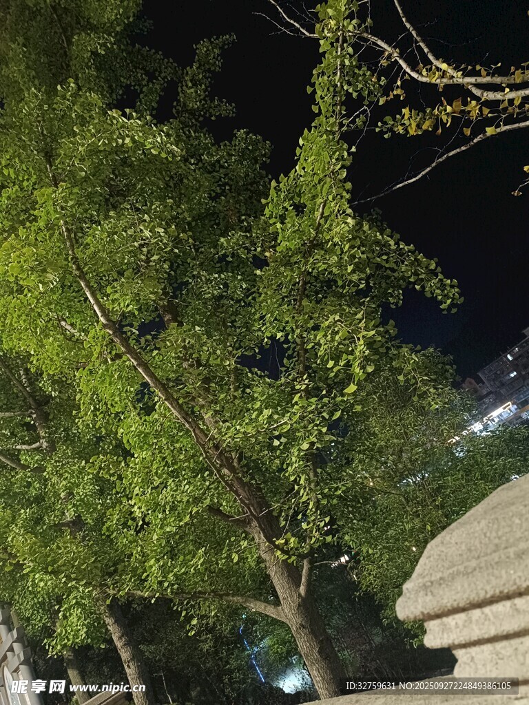 夜晚下的葱郁树木