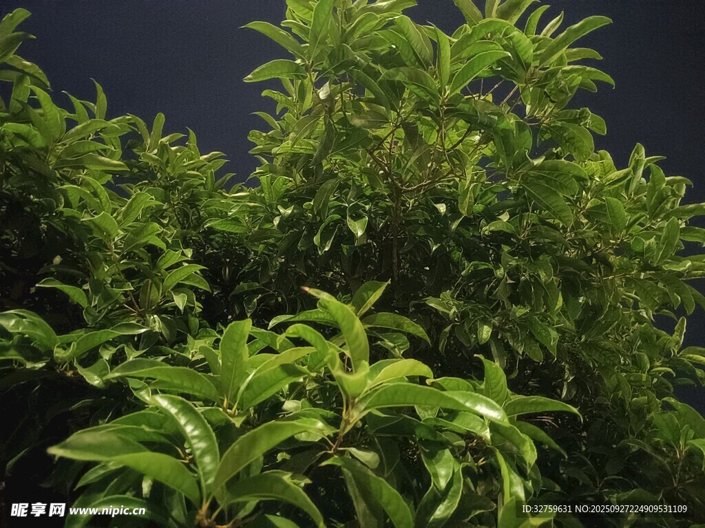 翠绿繁茂的枝叶景观