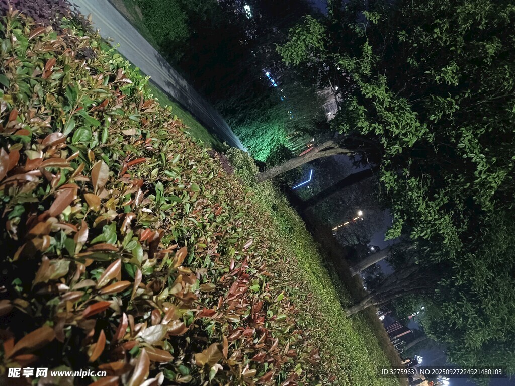夜晚街头的落叶景观
