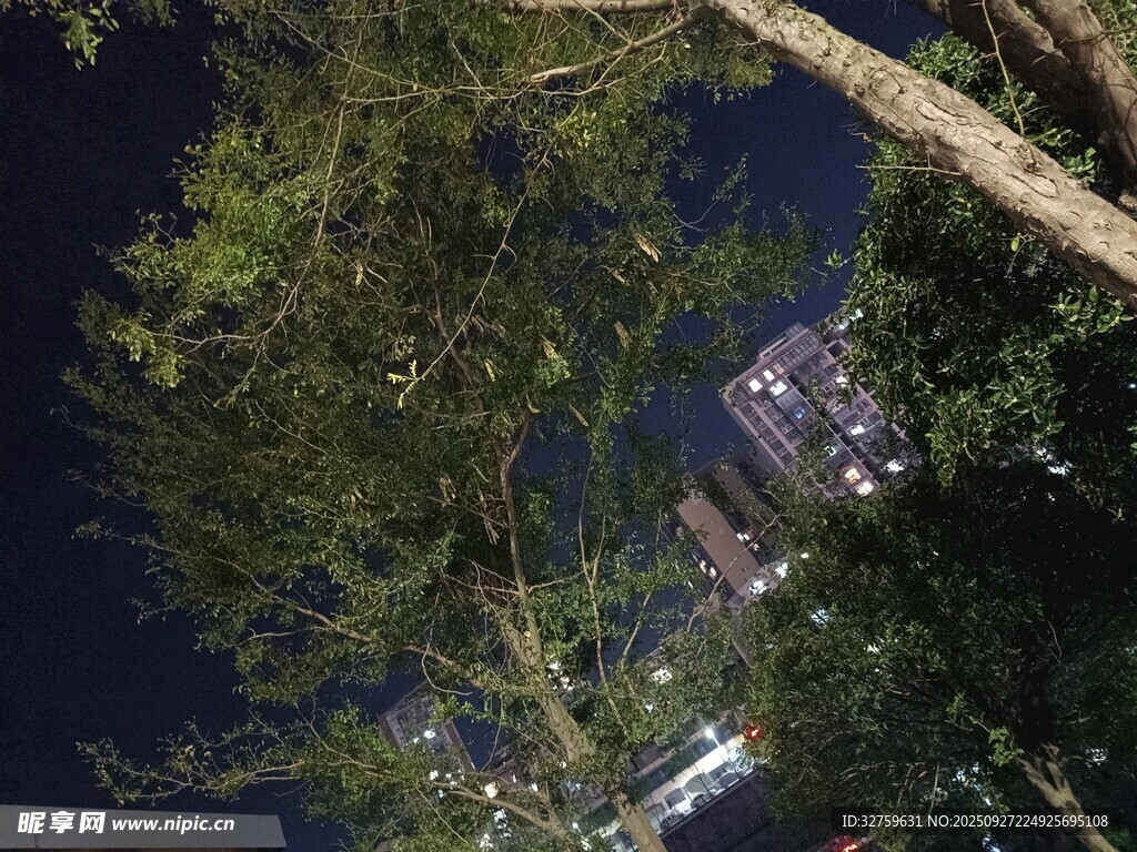 夜晚城市中的繁茂绿树