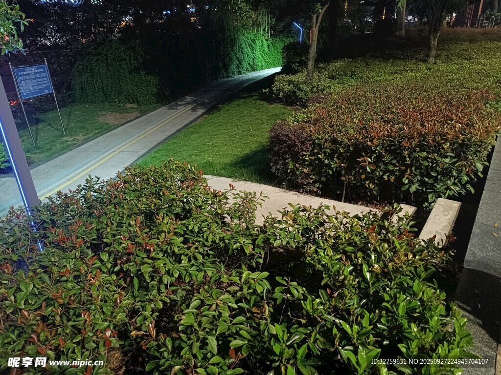夜晚绿植环绕的静谧小径