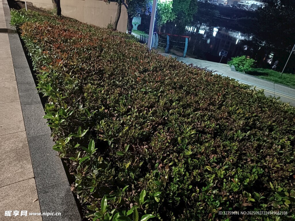 路边绿植景观