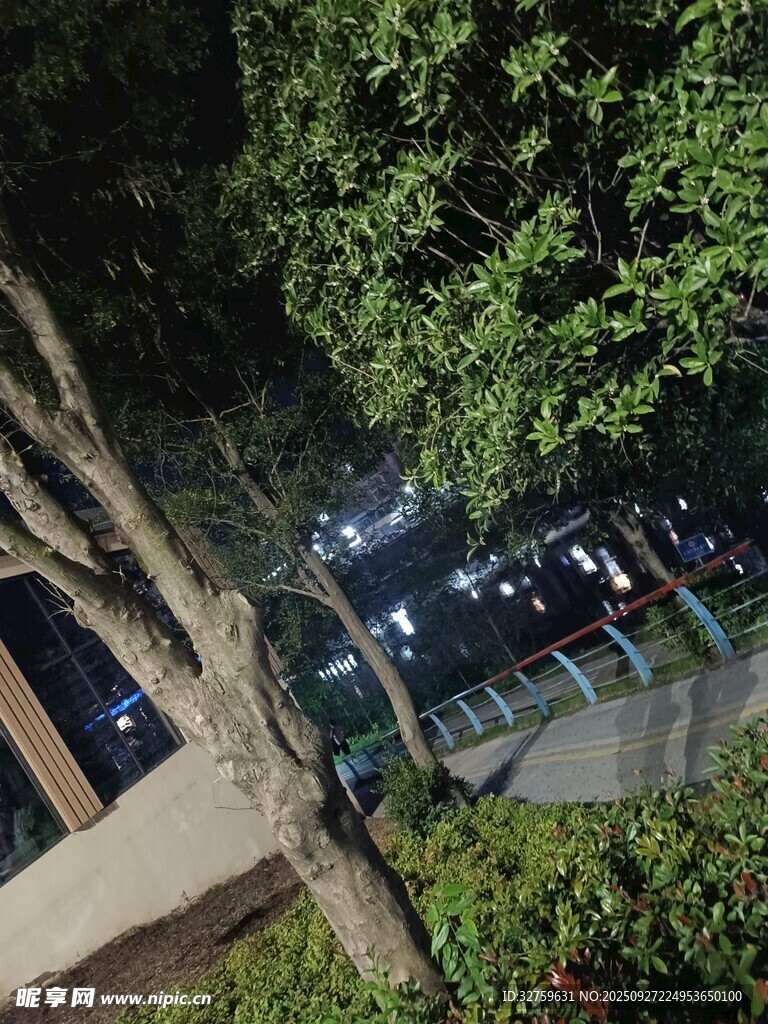 夜晚街边树木与建筑景象