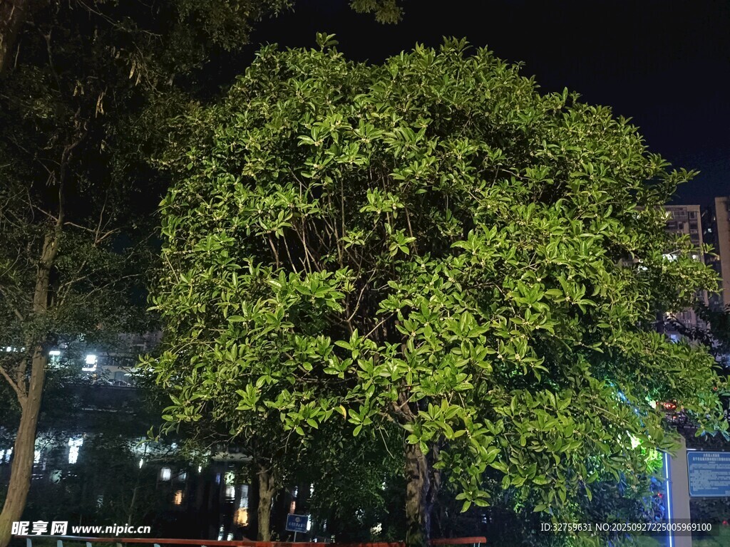 夜晚葱郁大树夜景图