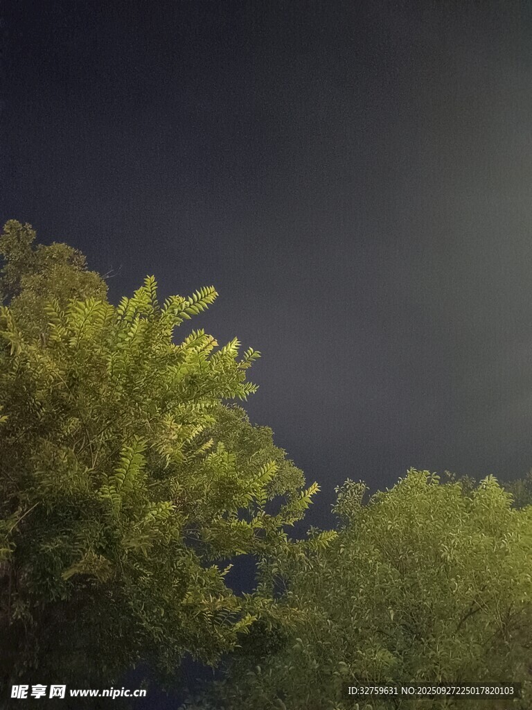 夜幕下的葱郁树木