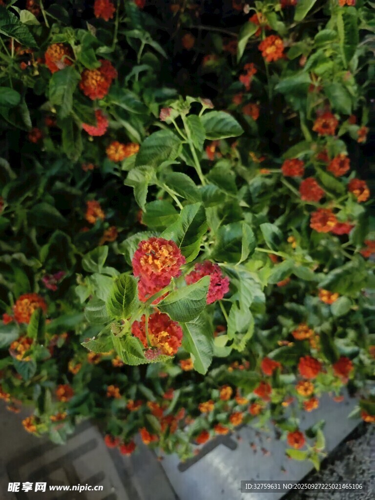 鲜艳红果绿叶植物景观