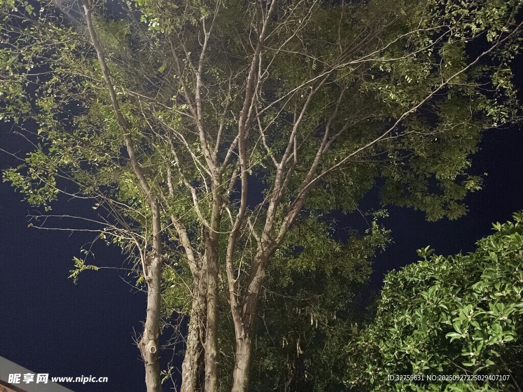 夜晚的挺拔树木