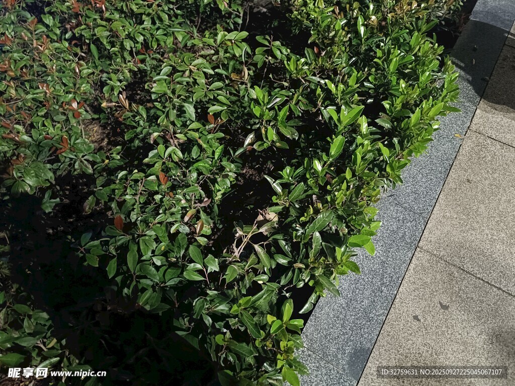 路边绿植景观