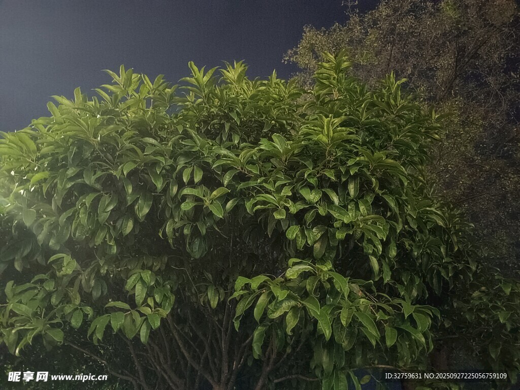 茂密绿植