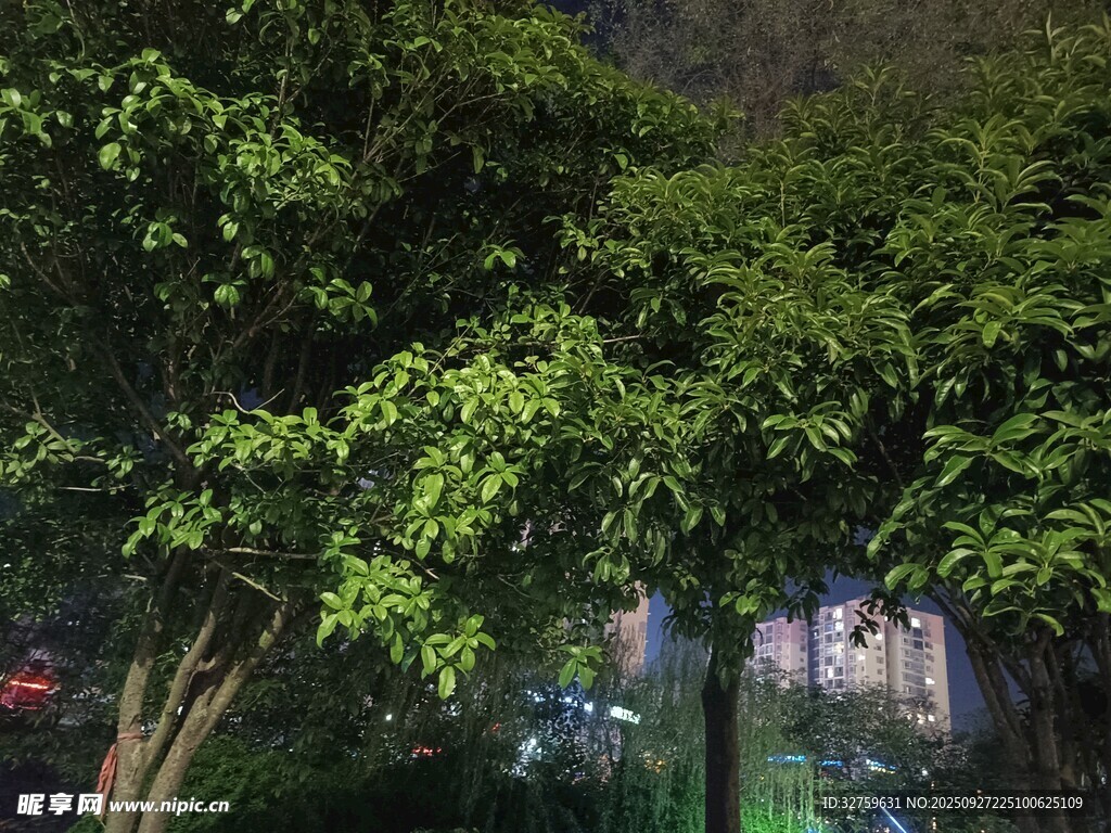 繁茂绿树间的静谧景致