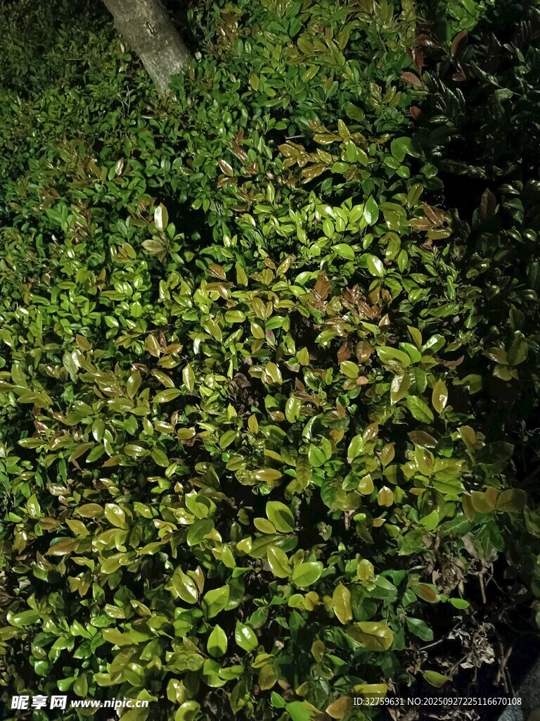 茂密绿植景观