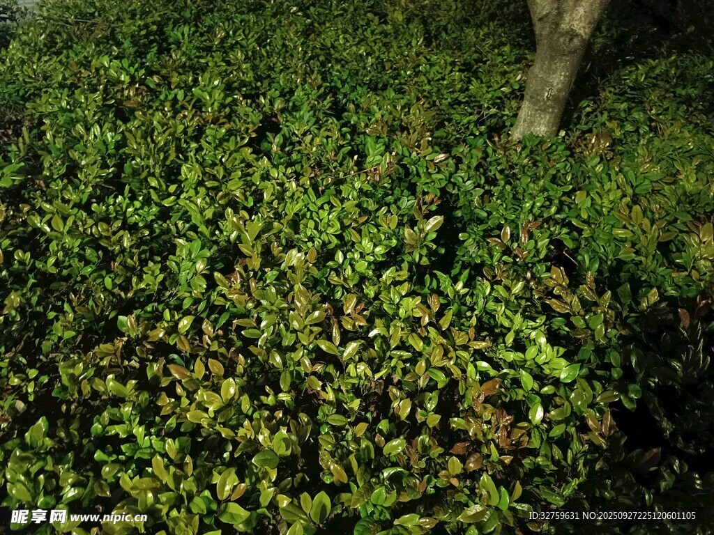 树下繁茂绿植景观