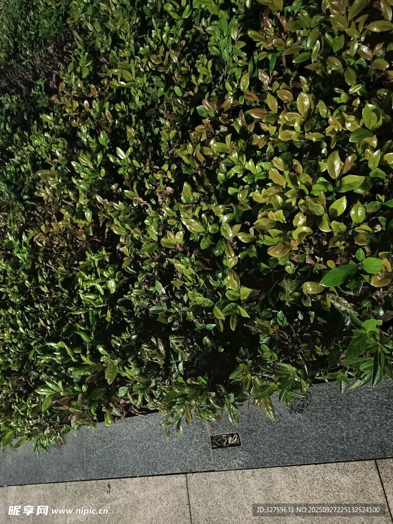 路边翠绿灌木丛景观