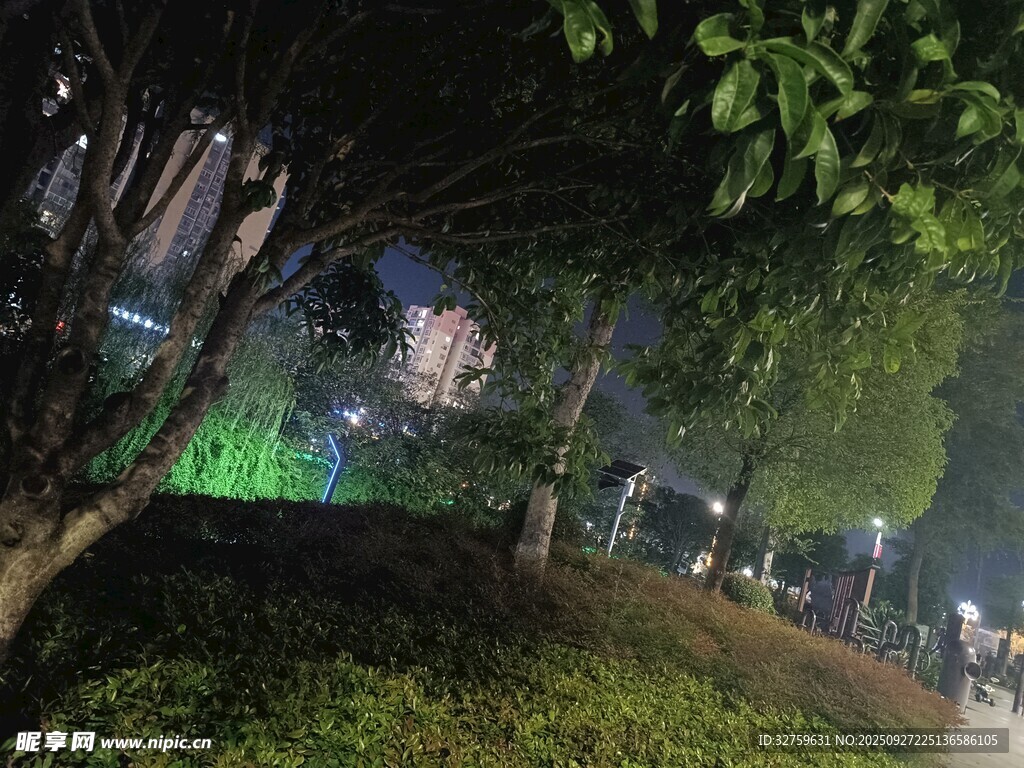 夜晚公园林荫道迷人景致