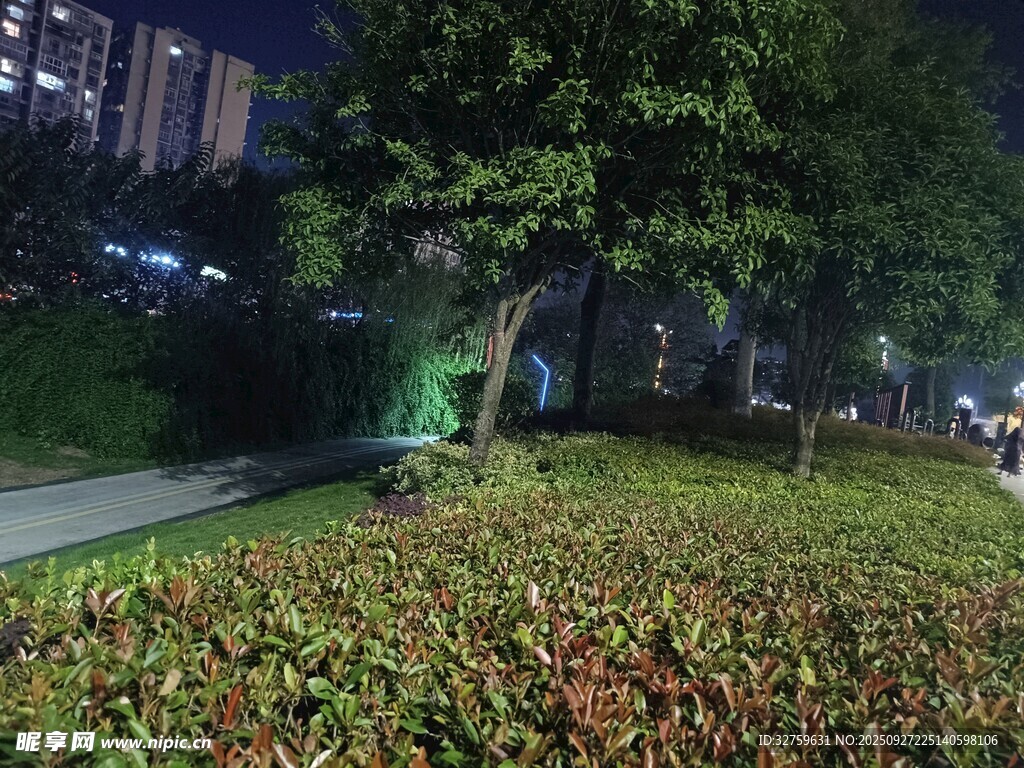 城市夜景下的绿植景观