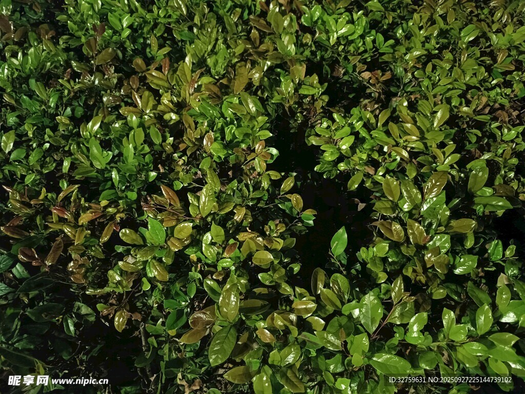 茂密绿植特写