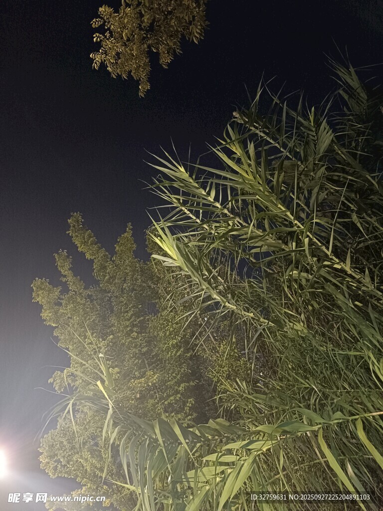 夜晚中的葱郁绿植