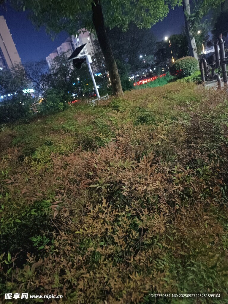 夜晚城市中的绿植景观