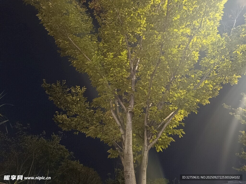 逆光下的树木闪耀金色光芒