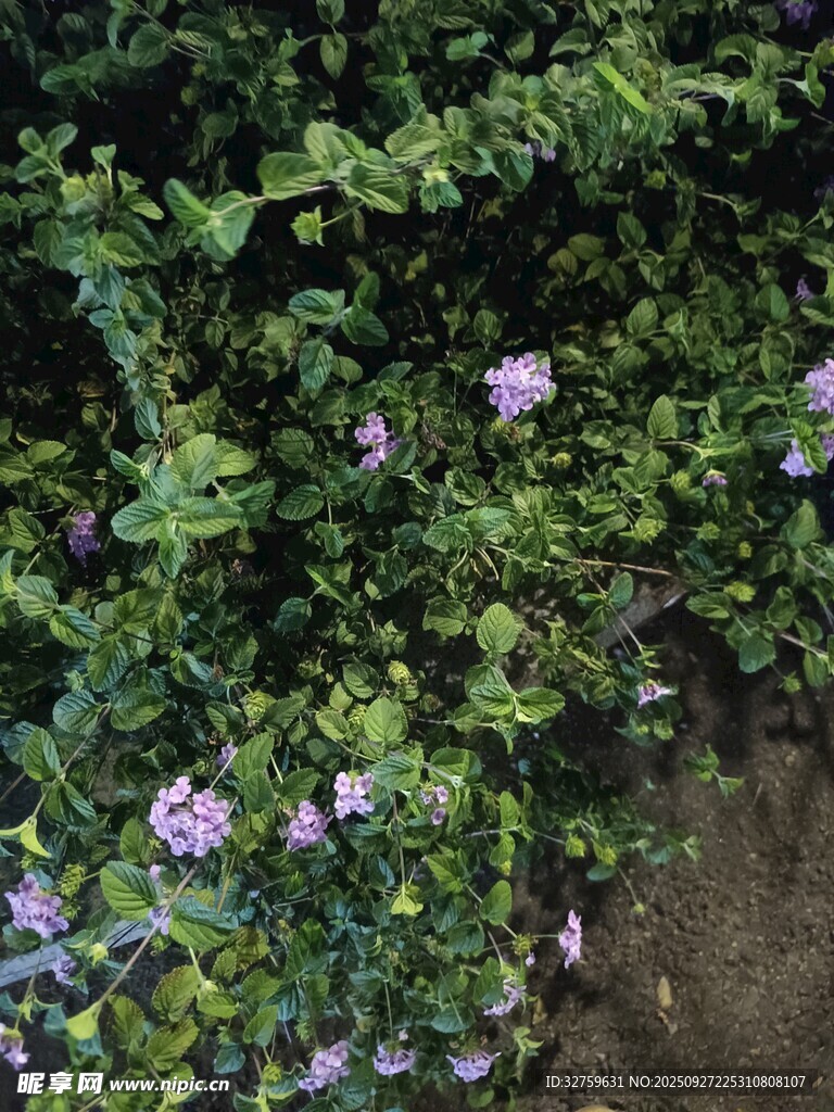绿叶丛中的紫色小花