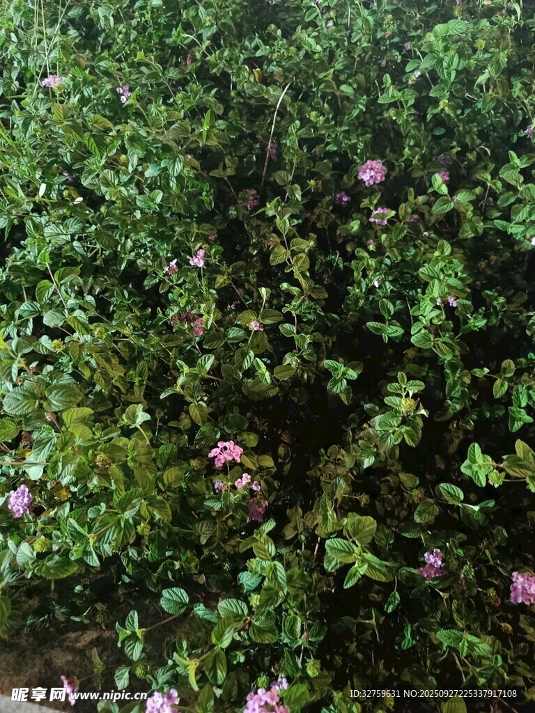繁茂绿植中的粉色小花