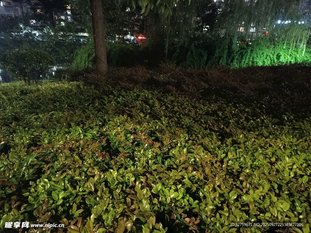 夜晚绿地景观
