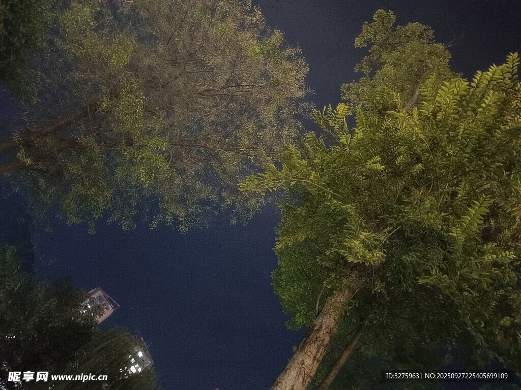 仰望夜空下的葱郁树木