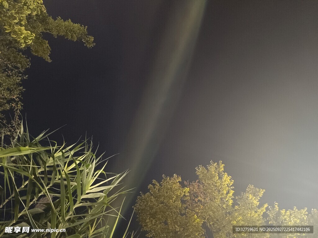 夜中植物与光束景象