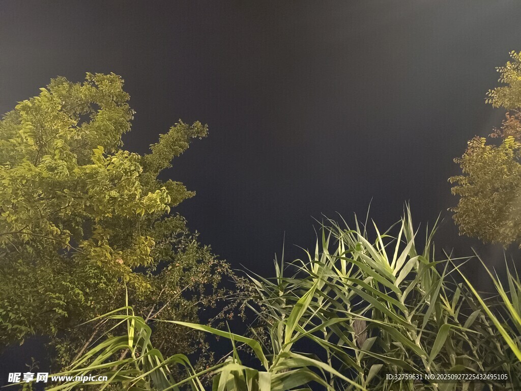 夜幕下的绿植景观