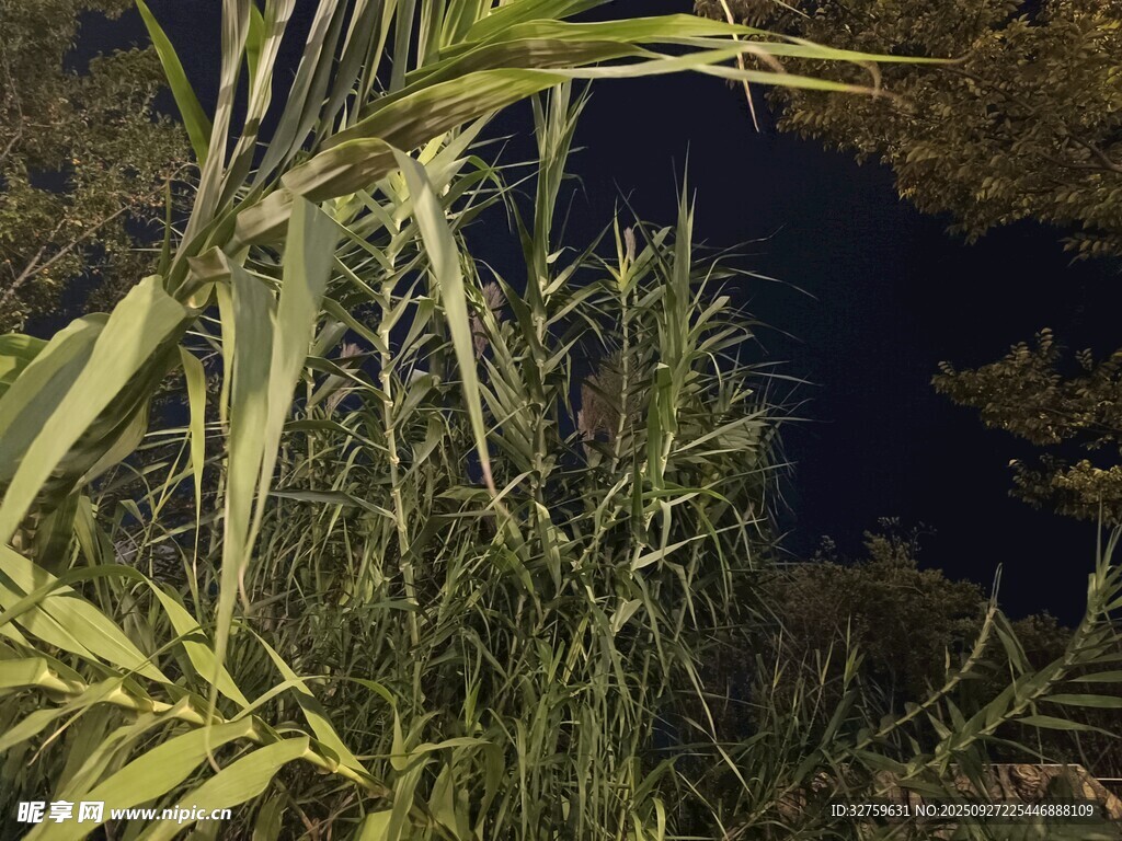 植物