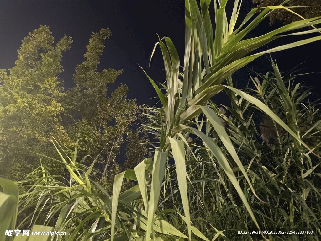 夜间的高大绿植