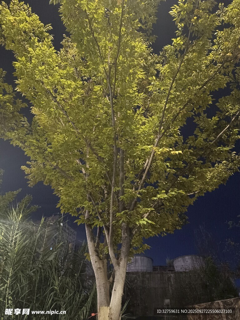 夜晚中的葱郁树木