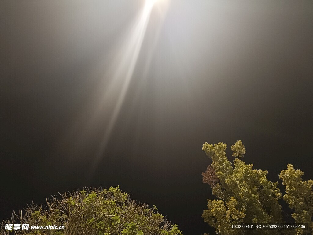 阳光穿透夜空下的树梢