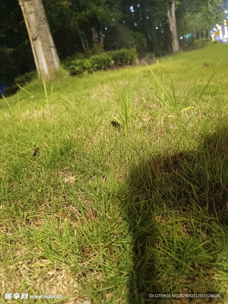 阳光下的草地与树影