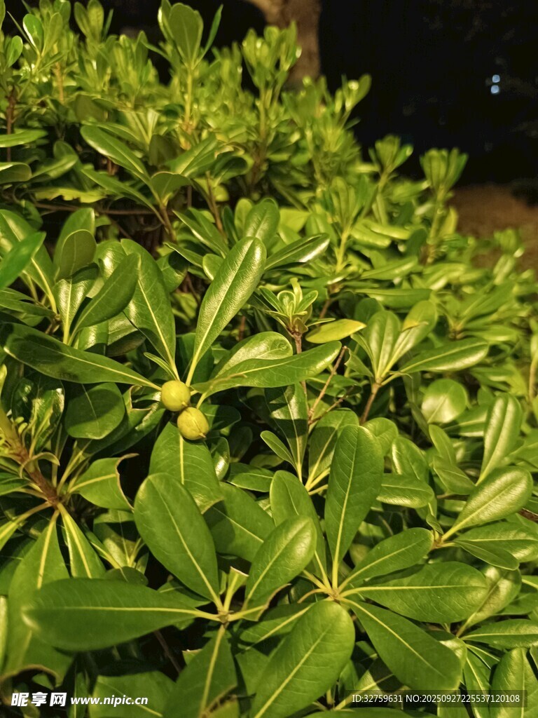 绿叶丛中的黄色小花