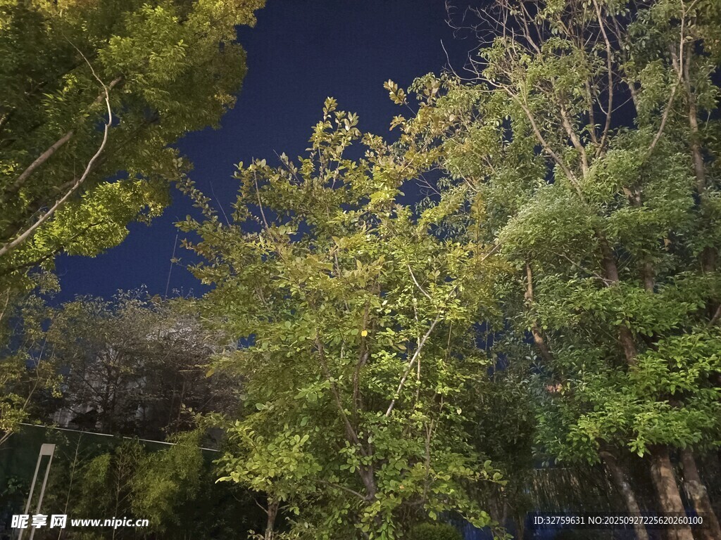 夜幕下的葱郁树林